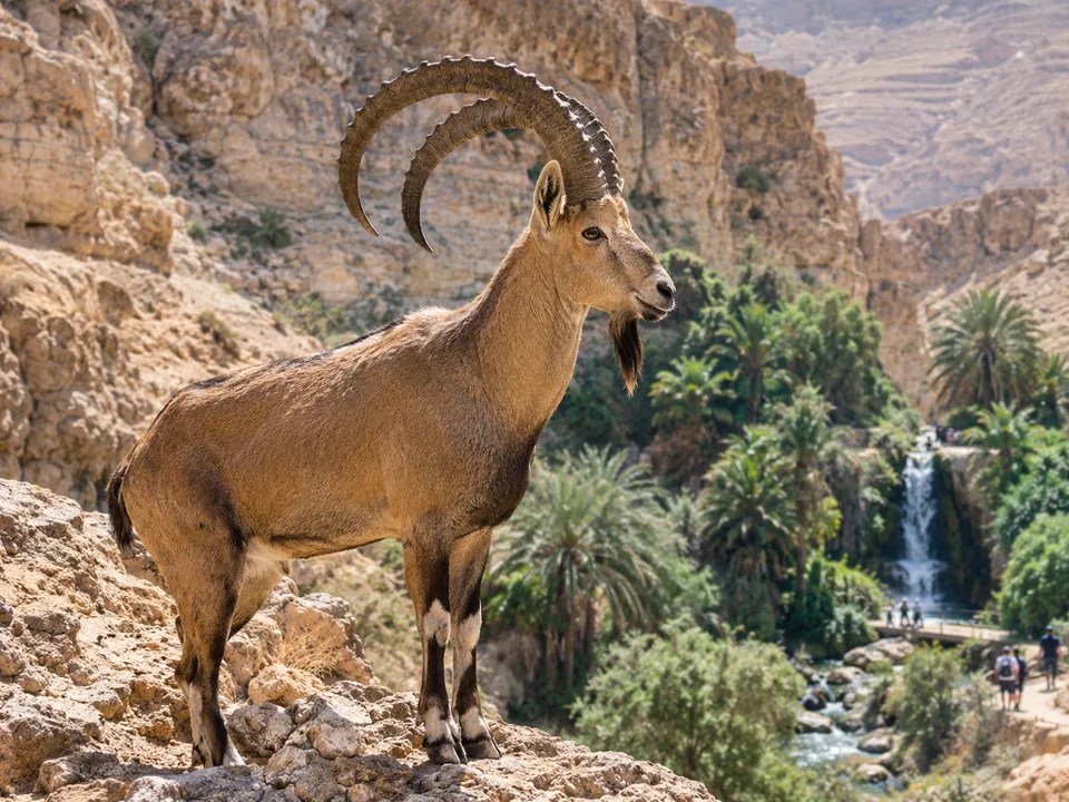 A Nubian ibex with curved horns on a rocky ledge above palms and a waterfall