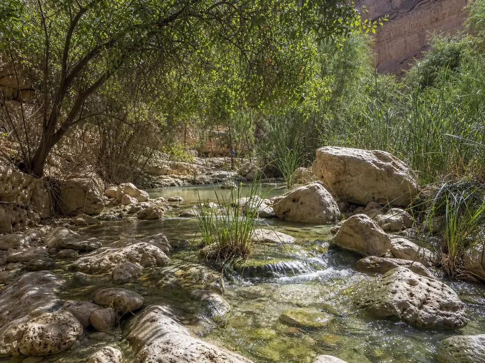 A clear stream with small pools, pale rocks and green reeds in dappled light